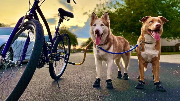Bike Tow Leash hands-free dog leash makes cycling with your best friend safer and easier